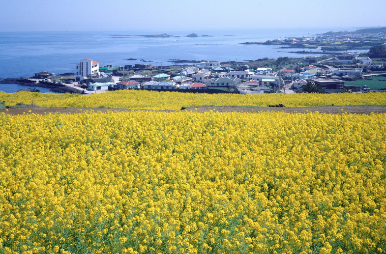 제주도 유채꽃밭 전경 사진