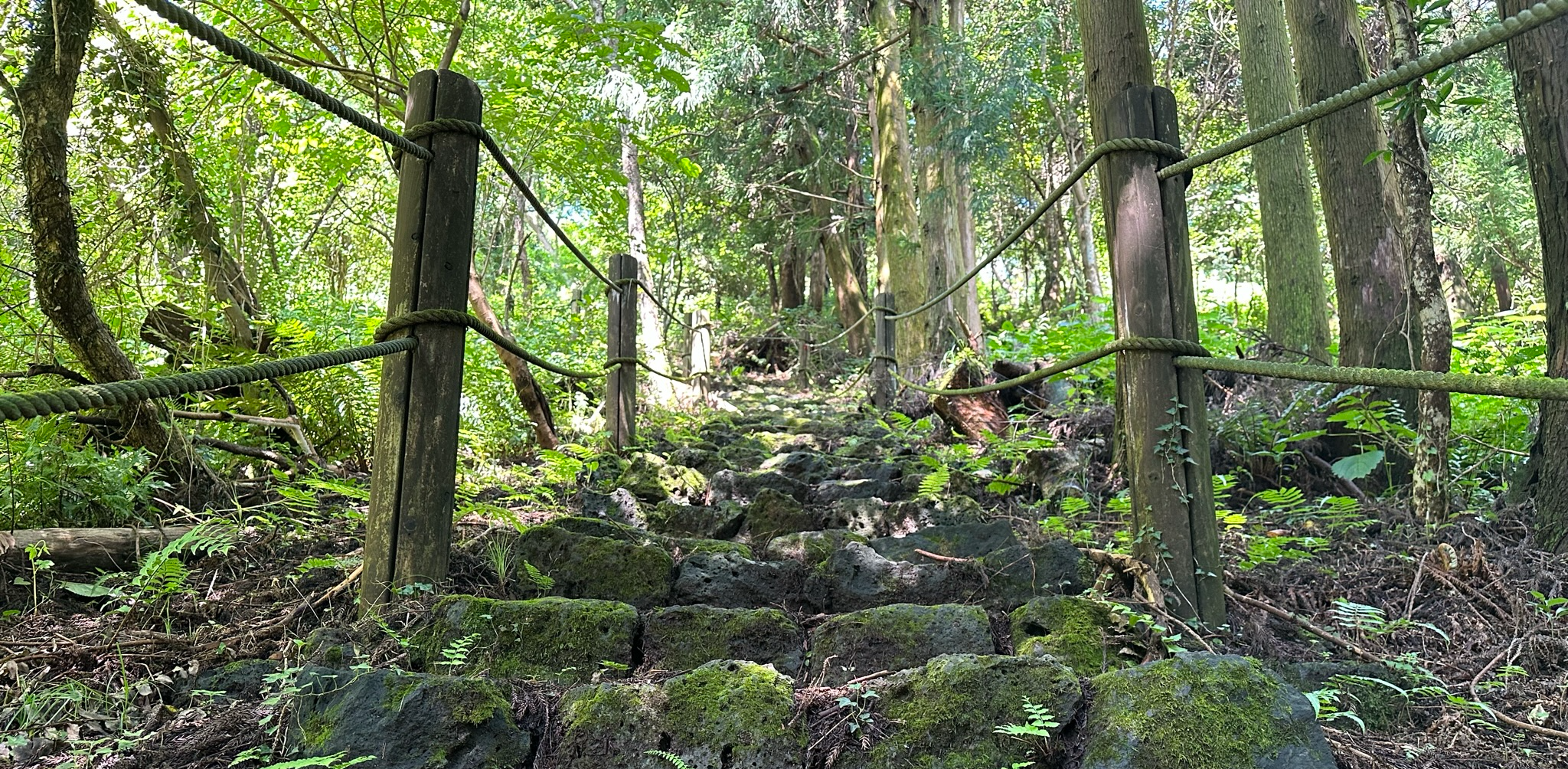 우진제비 오름 산책로