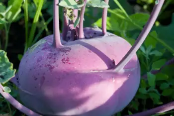 콜라비 효능과 영양성분, 주의점