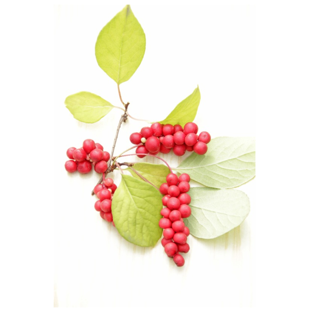 오미자와 관련된 사진입니다.