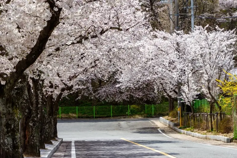 창녕 화왕산 벚꽃길 2