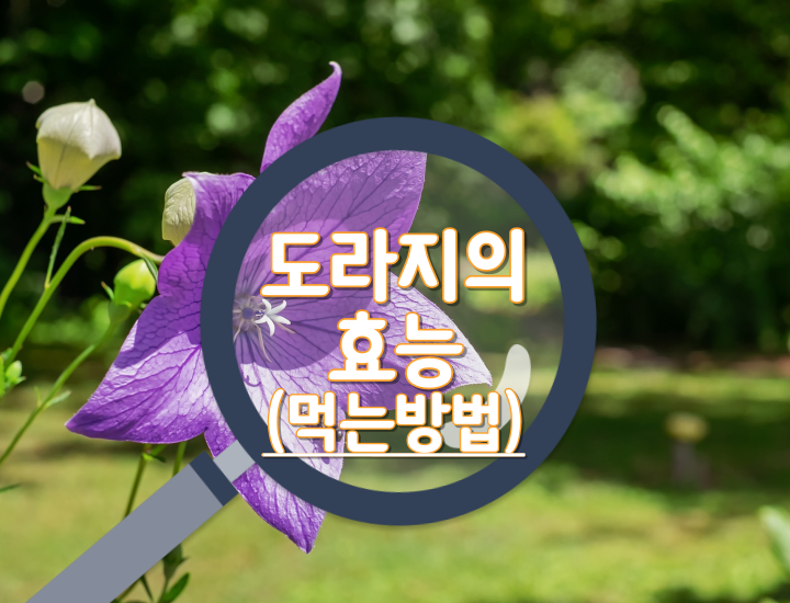 도라지의-효능과-먹는방법