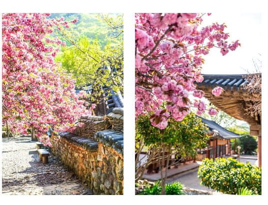 선암사 겹벚꽃사진