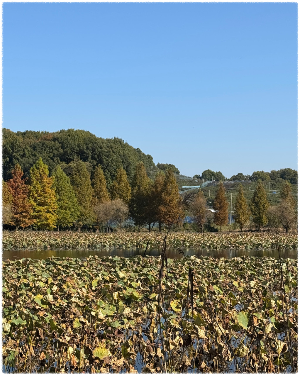 오송제