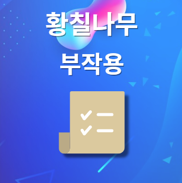 황칠나무 부작용 및 주의사항