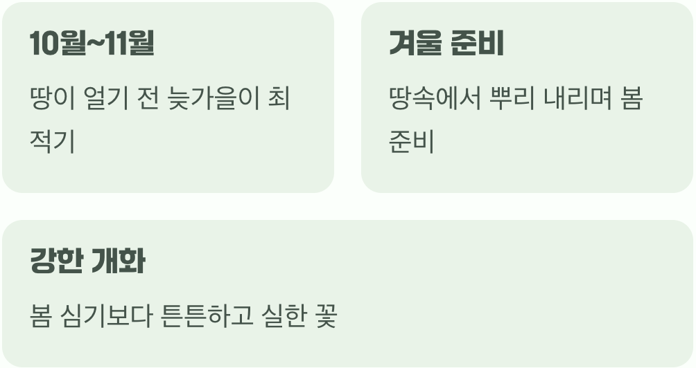 최고의 타이밍&amp;#44; 가을 심기 (10월~11월)