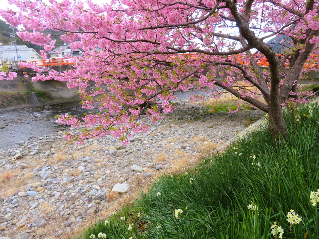 Cherry blossom.