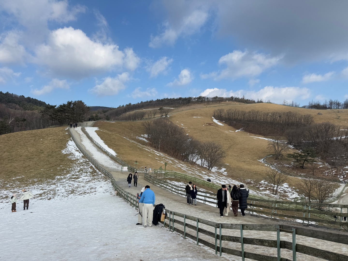 대관령 양떼목장