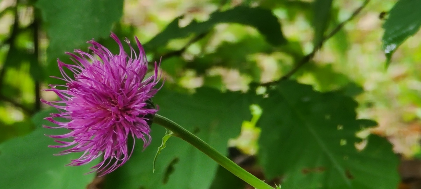 산보 중 본 엉겅퀴꽃