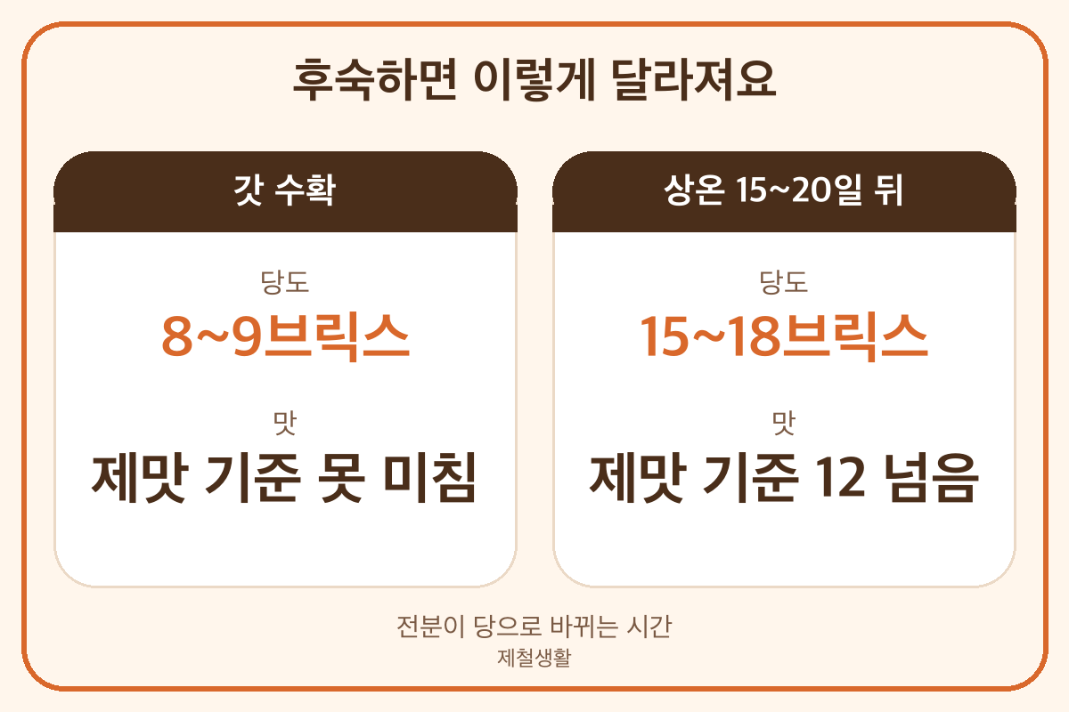 단호박 후숙 전후 당도 비교 8~9브릭스에서 15~18브릭스