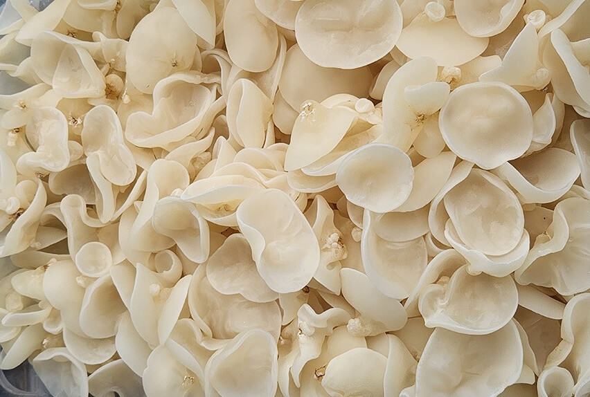 생방송투데이 3806회 넘사벽의 비밀 1억 매출, 버섯 농사짓는 근육맨 편 머쉬앤머슬 버섯 주문방법