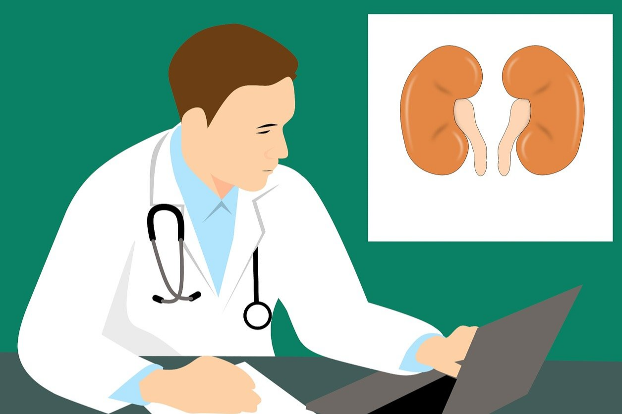 신장 사진을 보고 있는 의사를 나타내는 일러스트