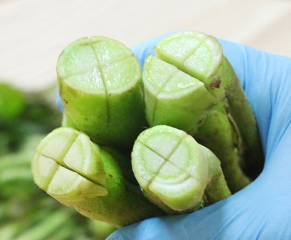 파란색 위생 장갑을 끼고 밑동에 정교한 십자 칼집을 낸 참두릅의 단면.