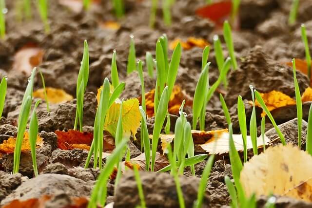 양파 심는 시기 심는 방법 수확 시기