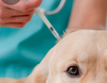 강아지 췌장염 증상