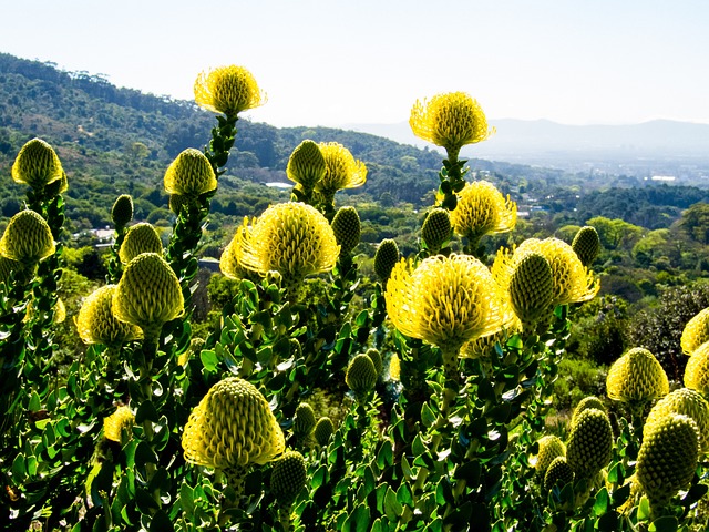 오미자 효능과 요리 용도
