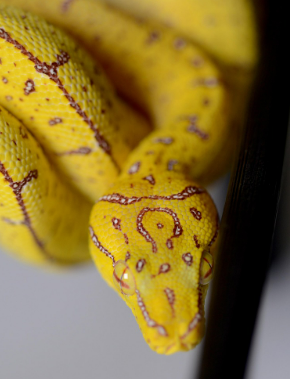 파충류 사육 환경과 온도&middot;습도 관리법