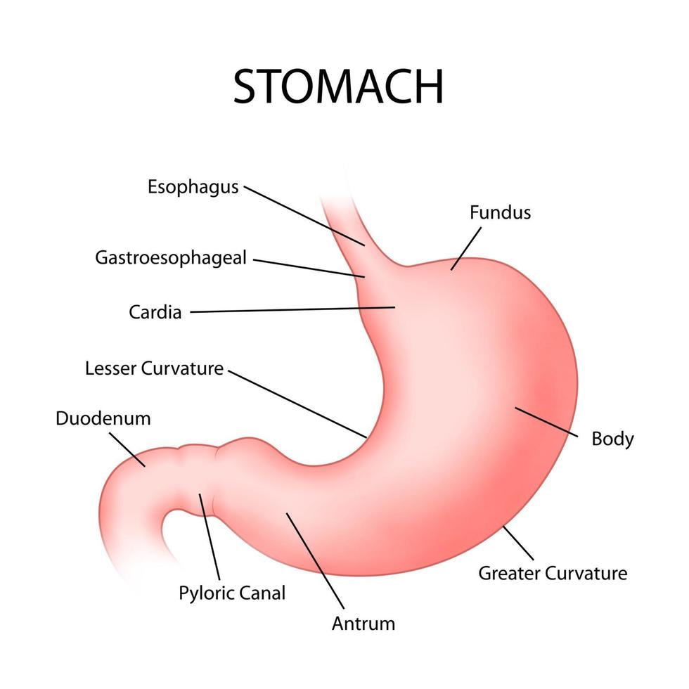 (상부 위장관 중) 위