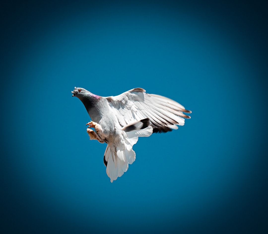 Dove
