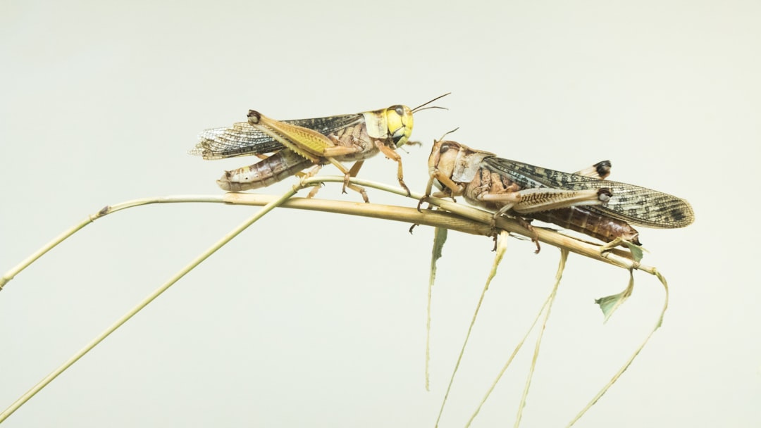 Locust