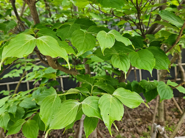 산딸나무 잎