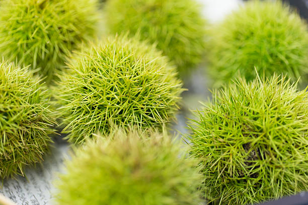 밤나무 꿈 해몽