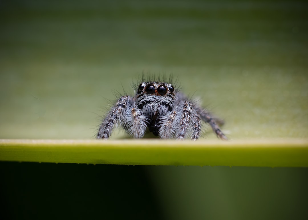 Spider