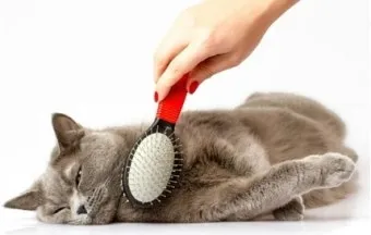 &amp;quot;고양이