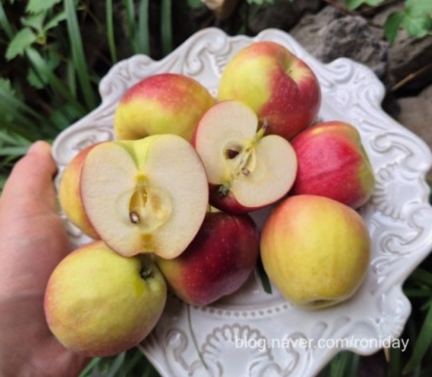 사노라면-경산-미니사과-구아네농장-루비에스