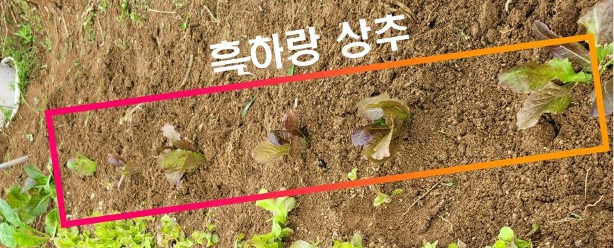 흑하랑 상추
