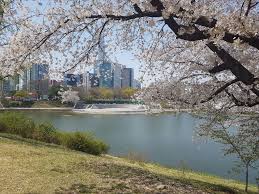 봄 나들이 벚꽃