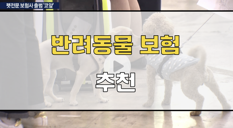 반려동물보험 추천