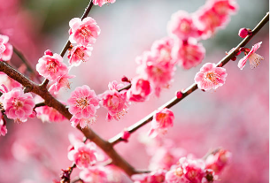 광양 매화 개화시기