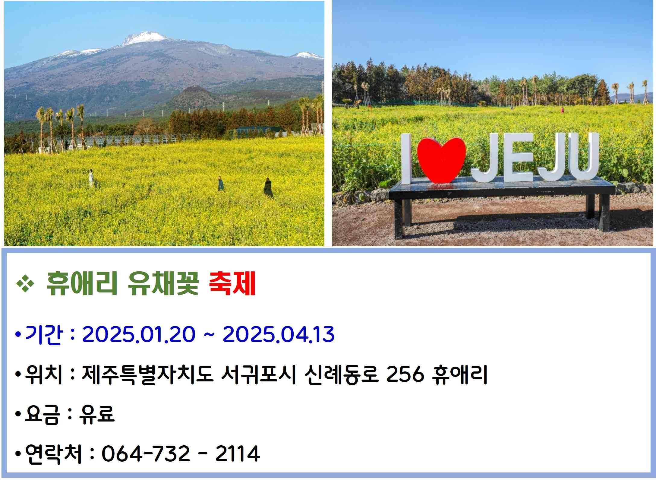 휴애리 유채꽃 축제