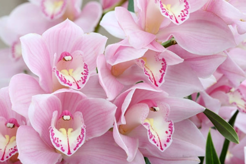 겨울 꽃 심비디움