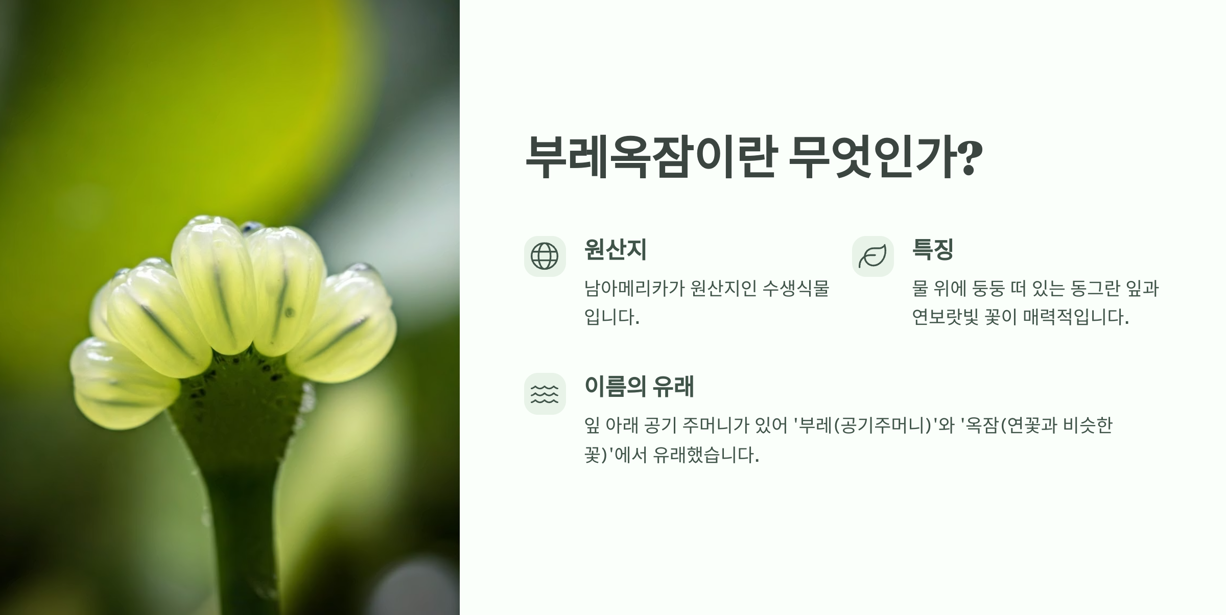 부레옥잠