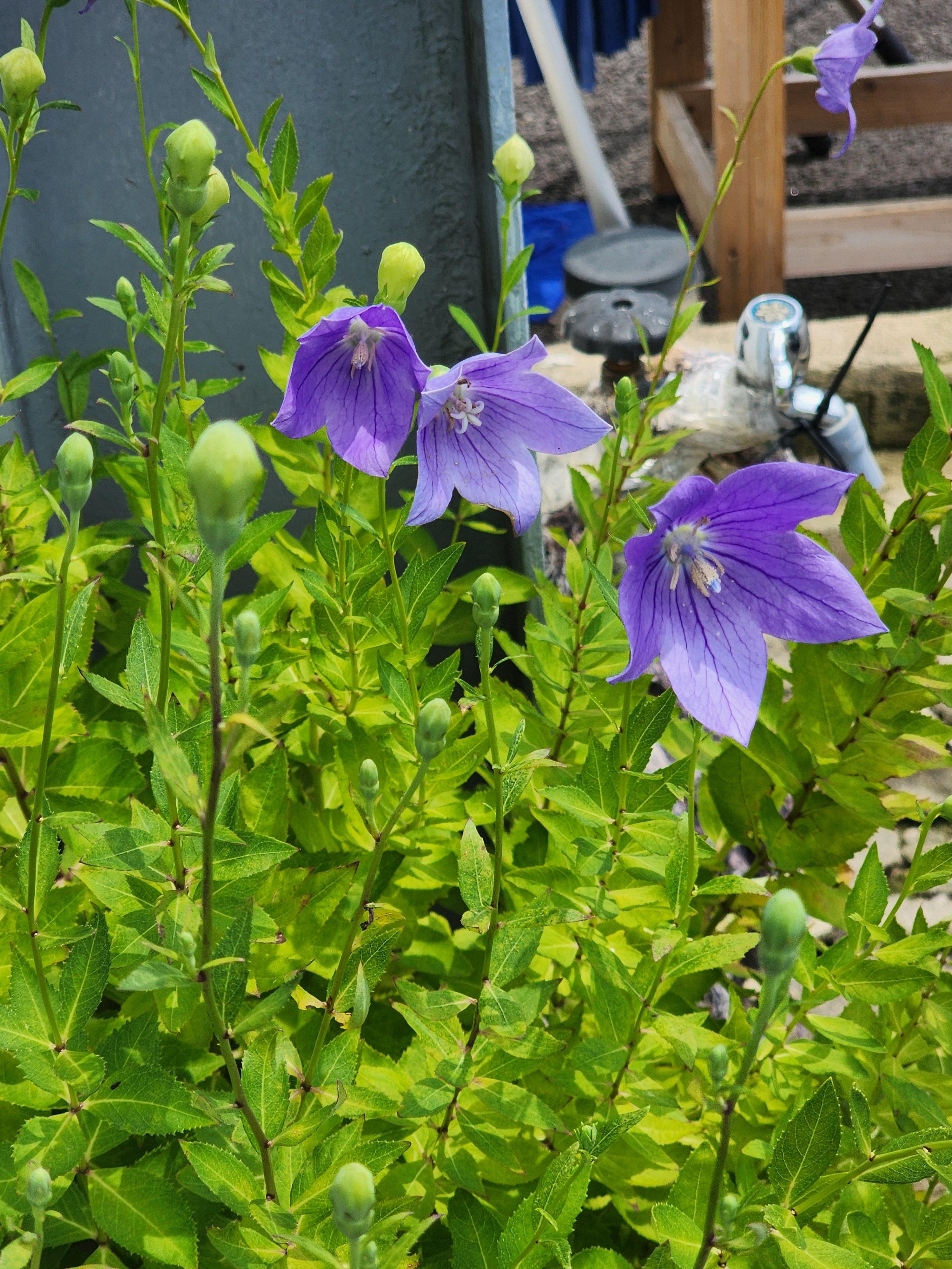 Alt 속성 문제 해결 설명 이미지