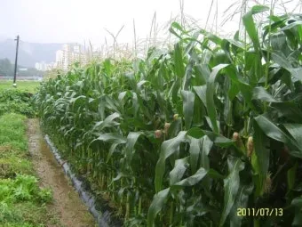 옥수수 재배 수분 수정 바람 피해 예방 거름 주기_30