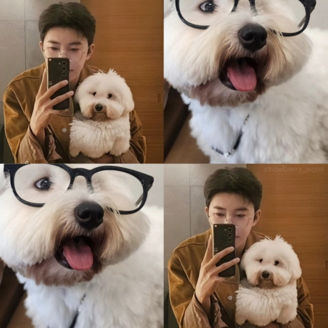 임영웅 반려견 시월이 총정리｜견종 코통 드 튈레아르&middot;나이&middot;생일&middot;입양 사연&middot;또또 뮤직비디오