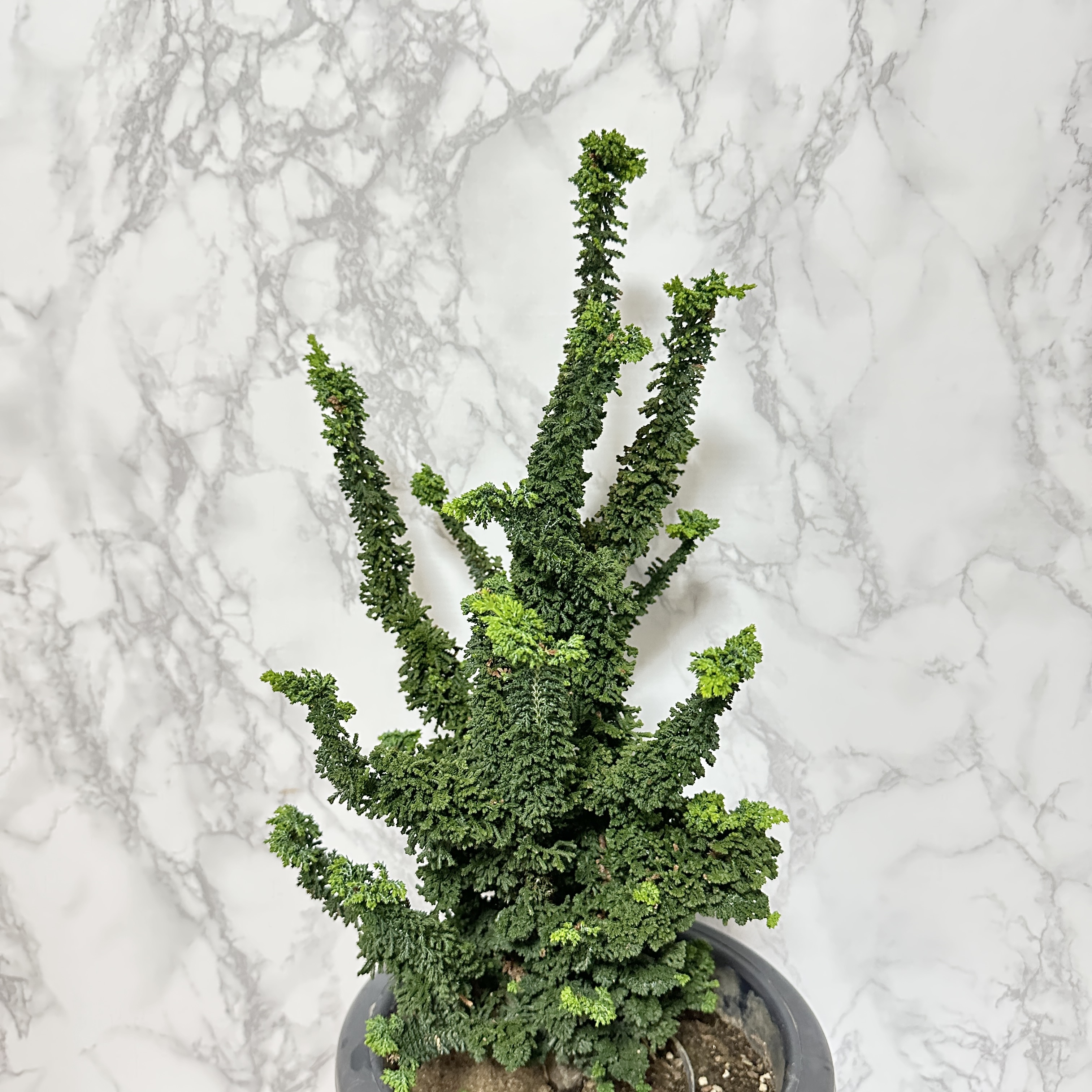 석화회 키우기 나무 분재 삽목