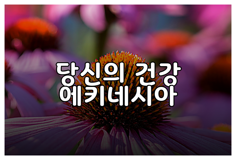 당신의 건강 에키네시아