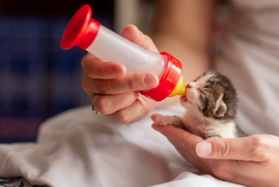 우유를 마시는 아기 고양이