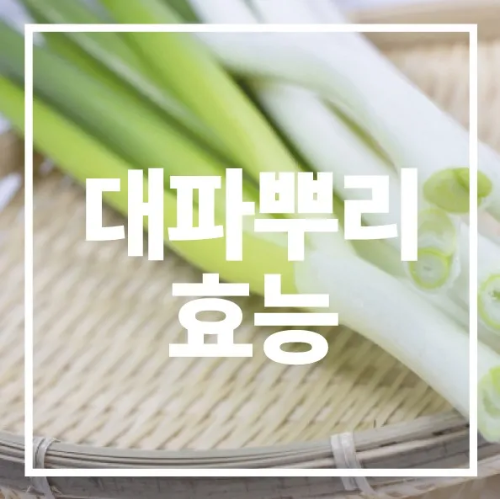 대파뿌리 효능