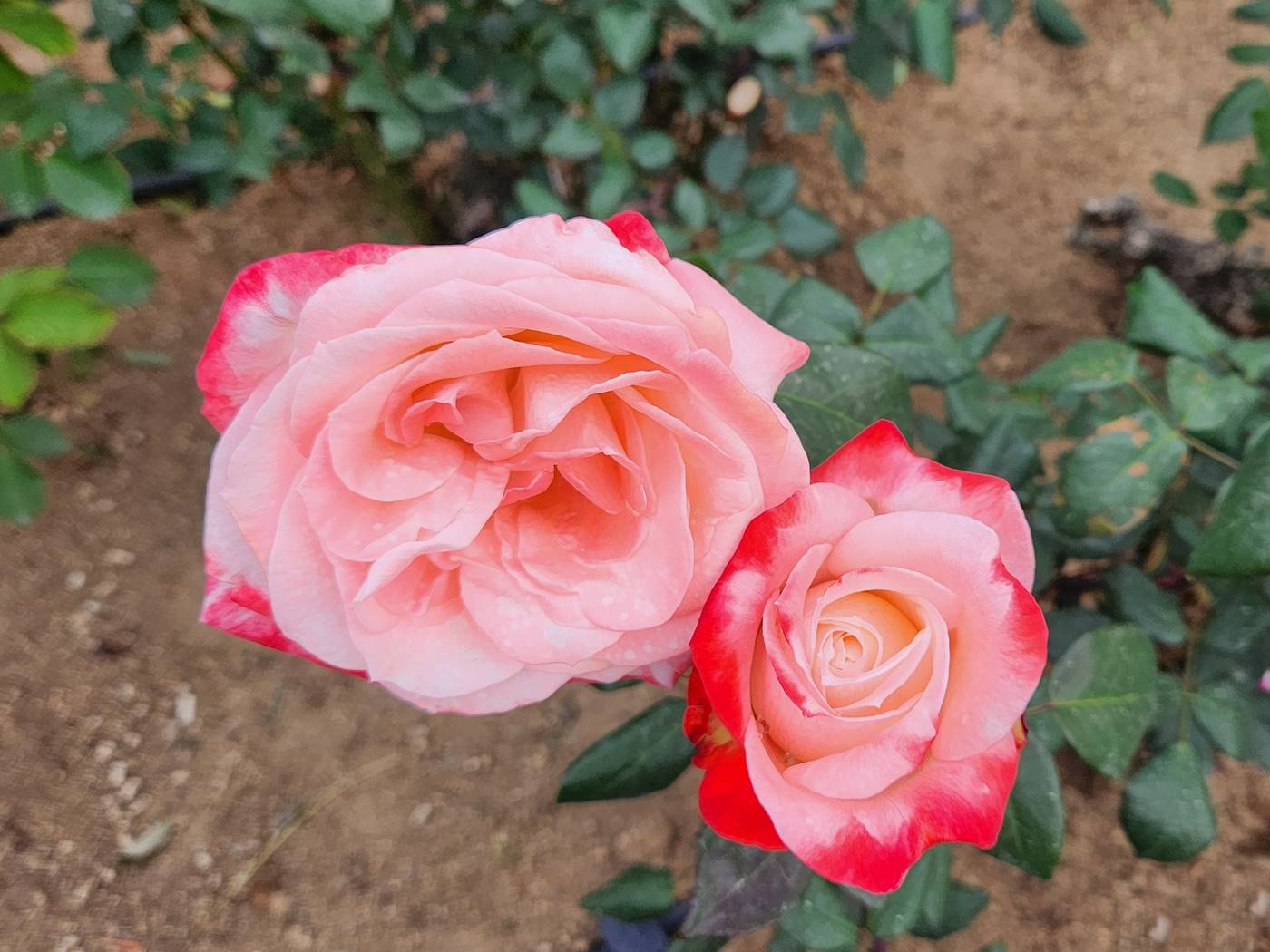 장미 탄쵸 Tancho