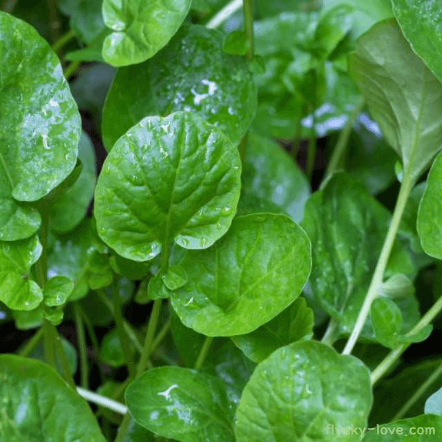 물냉이, 크레송