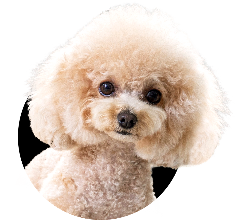 토이푸들의 모든것