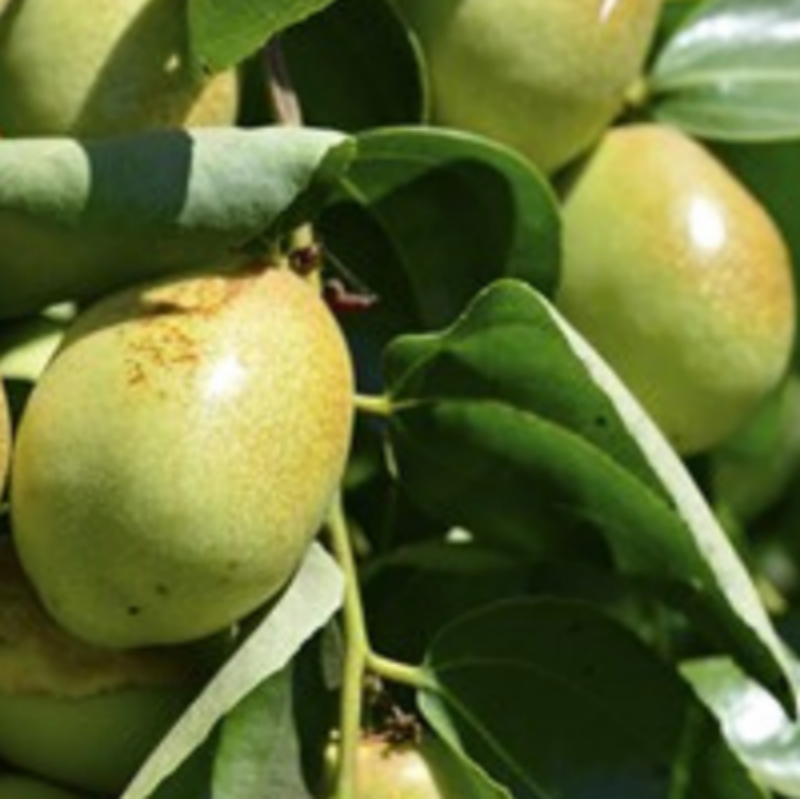 호호바 오일 사용법