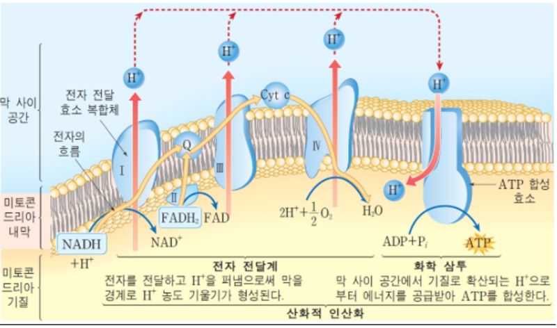 코엔자임 Q10 코큐텐 COQ10 영양제 심혈관 고혈압 스타틴 심장 에너지 미토콘드리아 유비퀴놀 유비퀴논 선택방법 제품추천