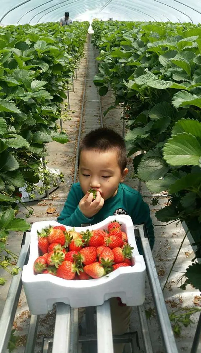 하가네 딸기체험농장