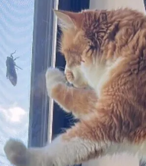 고양이가 매미나 바퀴벌레 같은 벌레를 먹는 이유는 무엇입니까? 먹어도 괜찮을까?